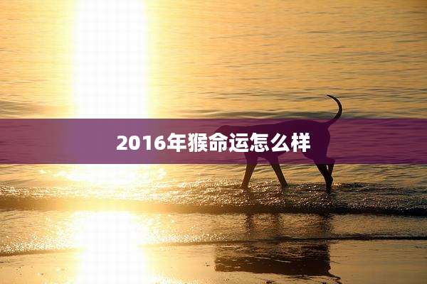 2016年猴命运怎么样