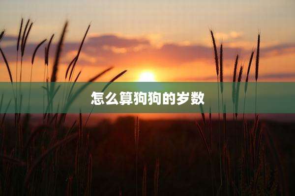 怎么算狗狗的岁数