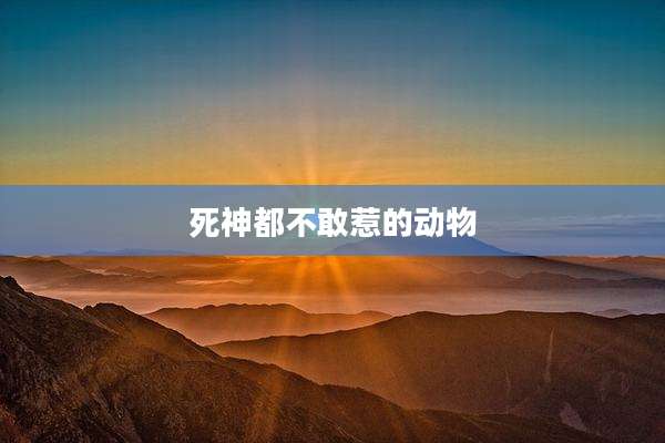 死神都不敢惹的动物