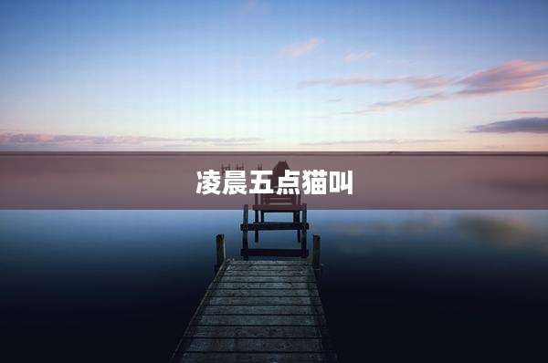 凌晨五点猫叫