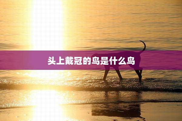 头上戴冠的鸟是什么鸟