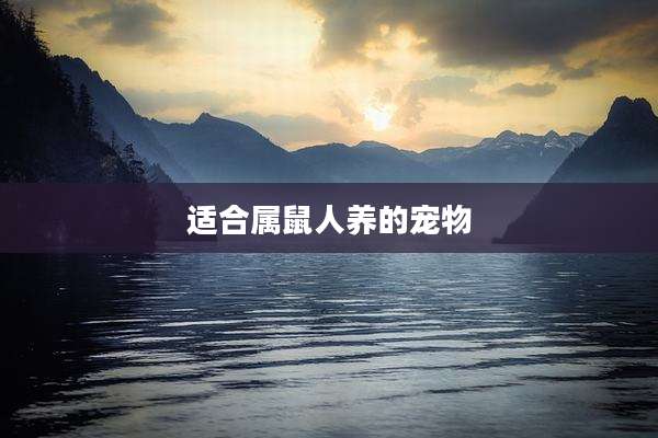 适合属鼠人养的宠物