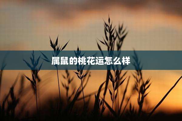属鼠的桃花运怎么样