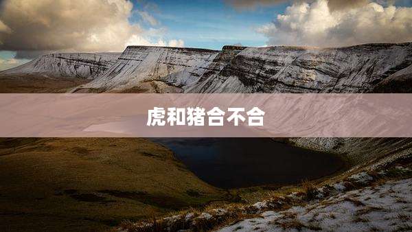 虎和猪合不合