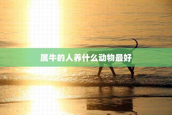 属牛的人养什么动物最好