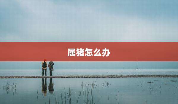 属猪怎么办