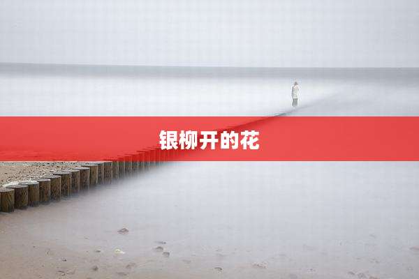 银柳开的花