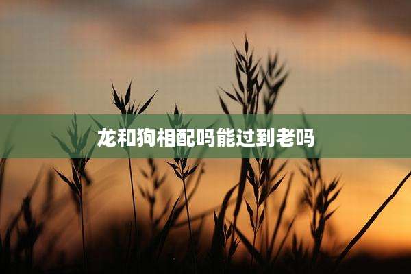 龙和狗相配吗能过到老吗