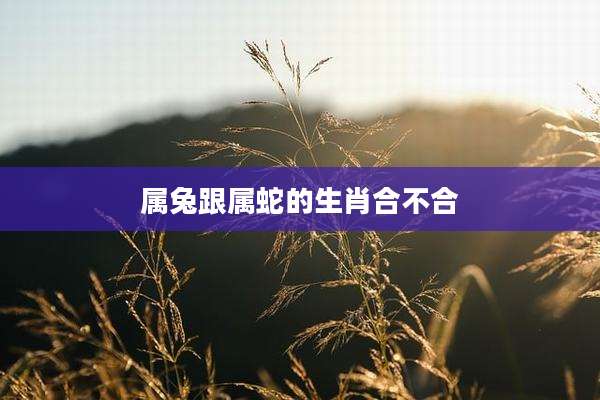 属兔跟属蛇的生肖合不合