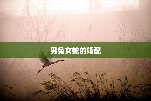 男兔女蛇的婚配