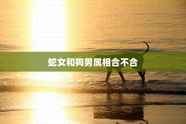 蛇女和狗男属相合不合