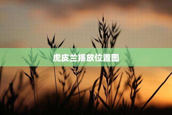 虎皮兰摆放位置图