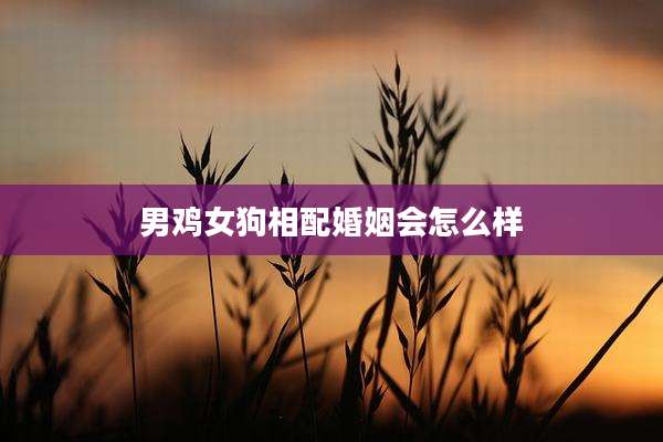 男鸡女狗相配婚姻会怎么样