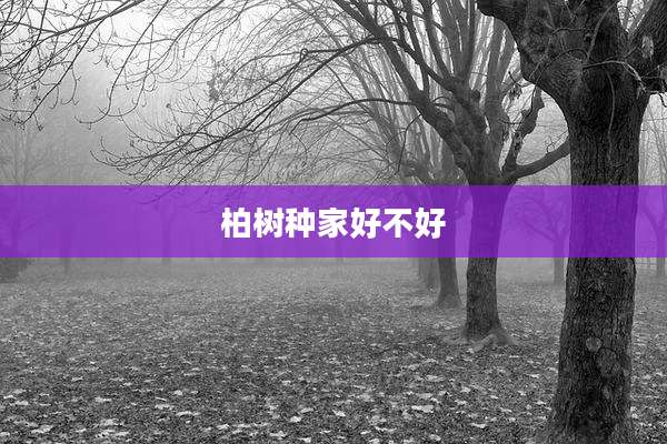 柏树种家好不好