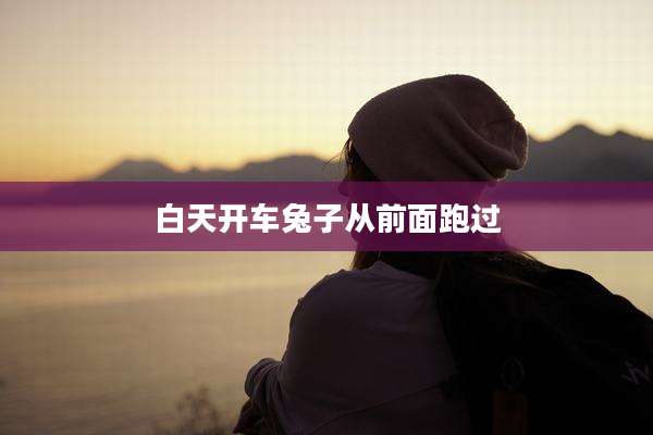 白天开车兔子从前面跑过