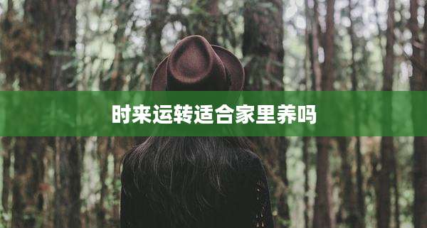 时来运转适合家里养吗