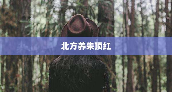 北方养朱顶红