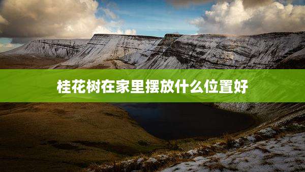 桂花树在家里摆放什么位置好
