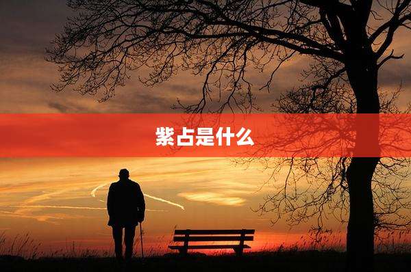 紫占是什么