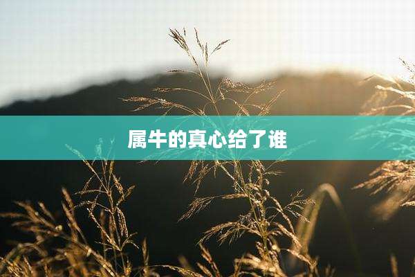 属牛的真心给了谁