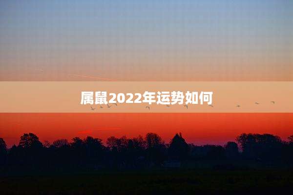 属鼠2022年运势如何