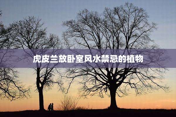 虎皮兰放卧室风水禁忌的植物