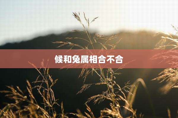 候和兔属相合不合