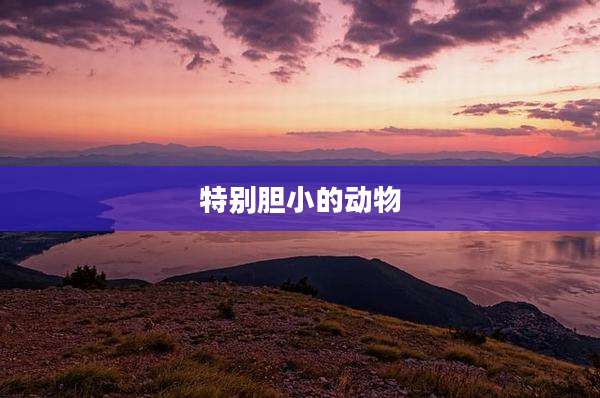特别胆小的动物
