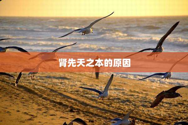 肾先天之本的原因