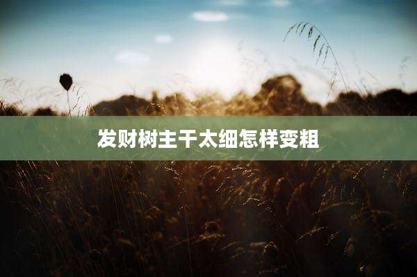 发财树主干太细怎样变粗