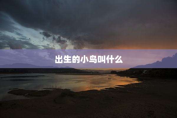 出生的小鸟叫什么